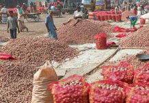 পাবনায় পেঁয়াজের দাম অর্ধেক: লোকসানে দিশেহারা কৃষক