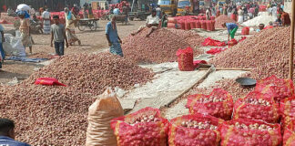 পাবনায় পেঁয়াজের দাম অর্ধেক: লোকসানে দিশেহারা কৃষক