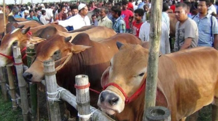 narayanganj-qurbani-cow-hat-lease-dispute-clash-apprehension পশুর হাট নিয়ে ভয়ংকর সংঘাতের আশঙ্কা, অবৈধ হাটের তোড়জোড়!